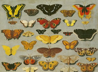 Farfalle da Flemish School